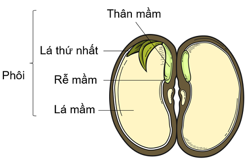 Cấu tạo hạt không có nội nhũ, olm